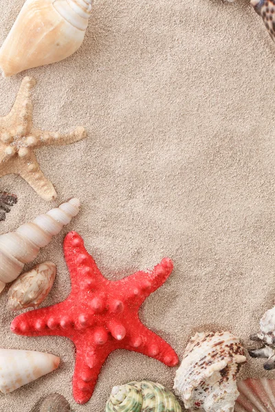 Scoici de mare cu nisip — Fotografie, imagine de stoc