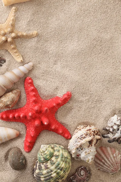 Muscheln mit Sand — Stockfoto