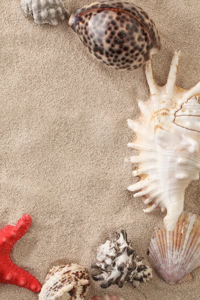Морские раковины с песком — стоковое фото