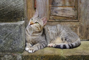 Kapı eşiğinde oturan kedi