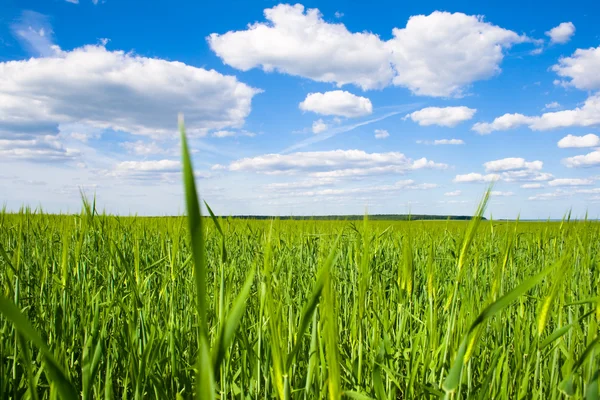 背景上の小麦畑 ロイヤリティフリーのストック画像