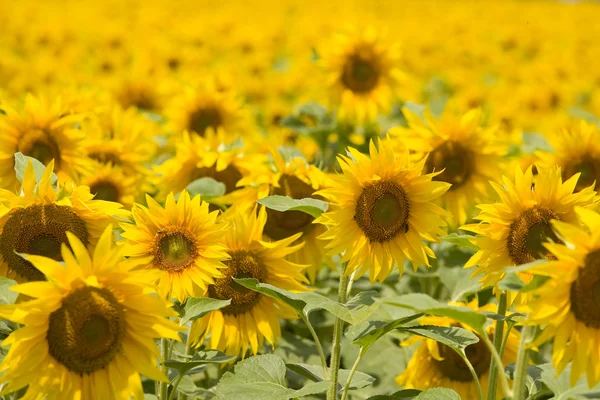 stock image Sunflower field