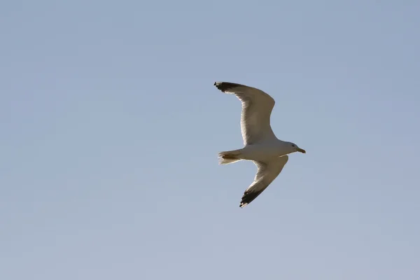 stock image Seagull in flight