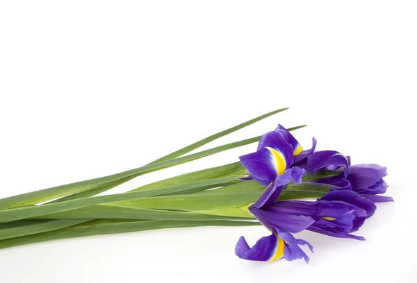Bouquet of irises — Stock Photo, Image