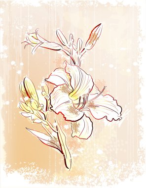 Shabby outline Illustration of the white lily clipart