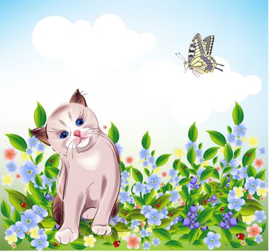 mavi gözlü küçük kedi yavrusu, çayır