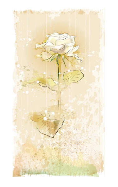 Rosa bianca vintage — Vettoriale Stock