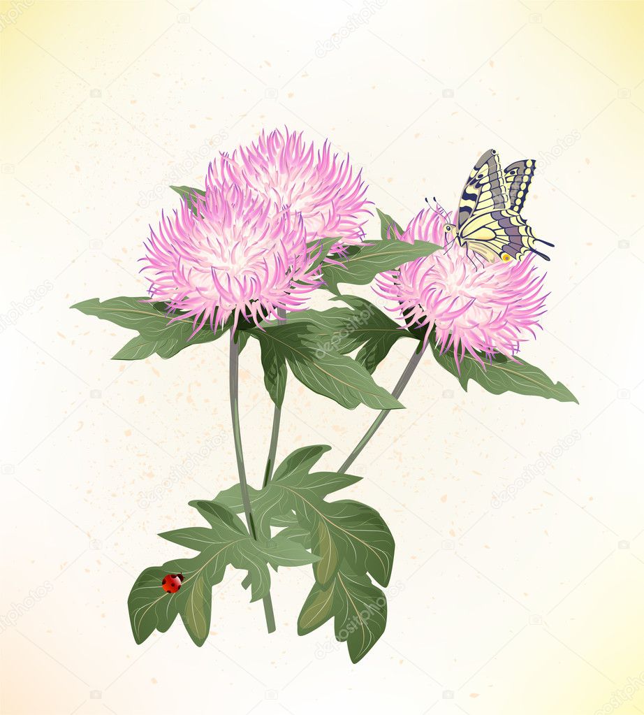 Pink asters and butterfly