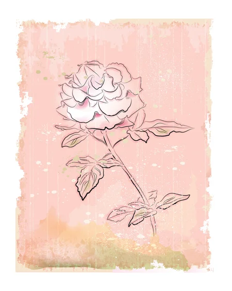 Rosa bianca vintage — Vettoriale Stock