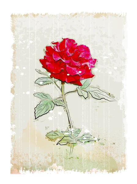 Vintage red rose — Stock Vector