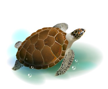 Sea turtle swimming in the ocean clipart