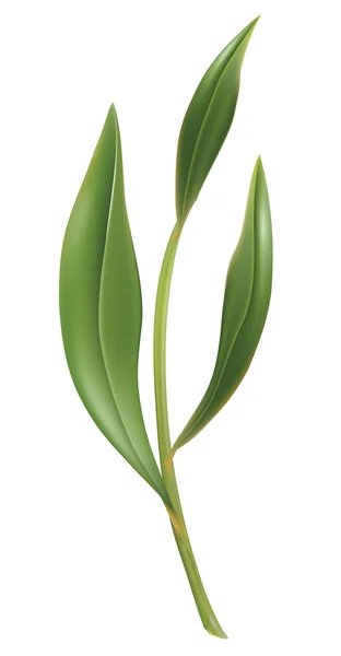 stock vector Tea leaf