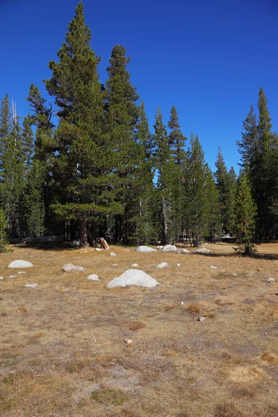 Fields in Yosemite national park — Stock Photo, Image