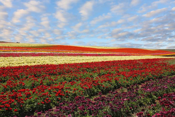 赤と黄色の咲くキンポウゲのフィールド — ストック写真