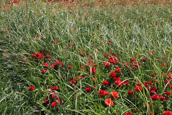 绿草和红毛茛属植物 — 图库照片