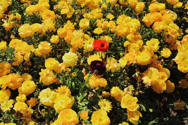 Charmiga mattan från blommor — Stockfoto