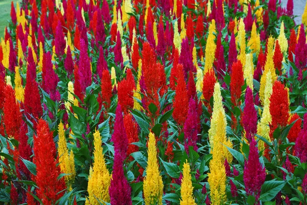 Dekoracyjne kwiaty czerwone i żółte — Zdjęcie stockowe