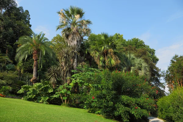 Zelený trávník v parku exotických — Stock fotografie