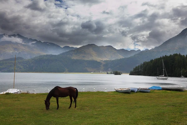 stock image Sleek bay horse grazing