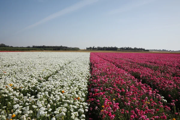 Grande campo de flores — Fotografia de Stock