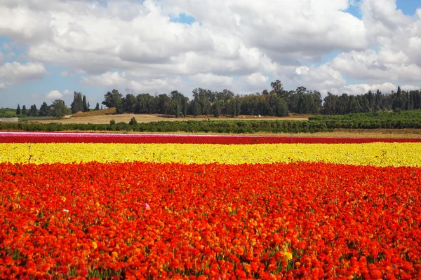 stock image Flower spring in Israel