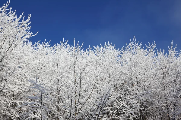 Schneebedeckte Wipfel der Bäume — Stockfoto