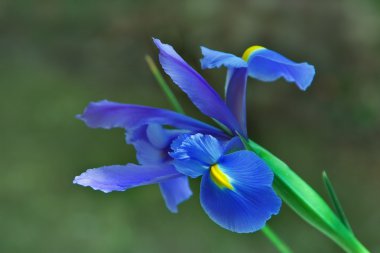 Flowering of an iris. clipart