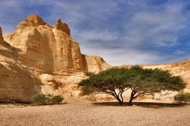 Tree at the bottom of a canyon clipart