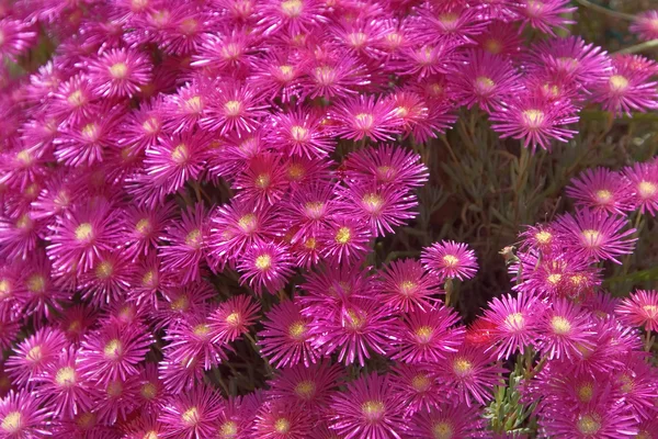 stock image Spring flowering.