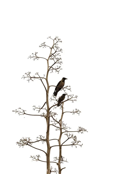 Stock image Two birds on white background