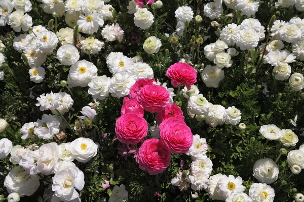 魅力的な花のじゅうたん — ストック写真