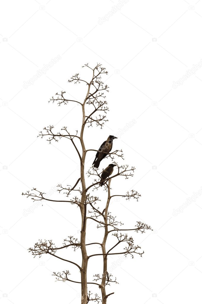 Two birds on white background