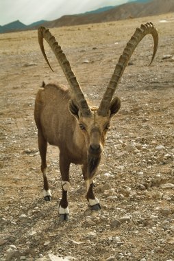 The free inhabitant of desert. clipart