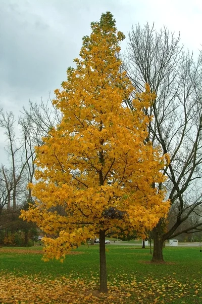 Podzimní pádu listy — Stock fotografie