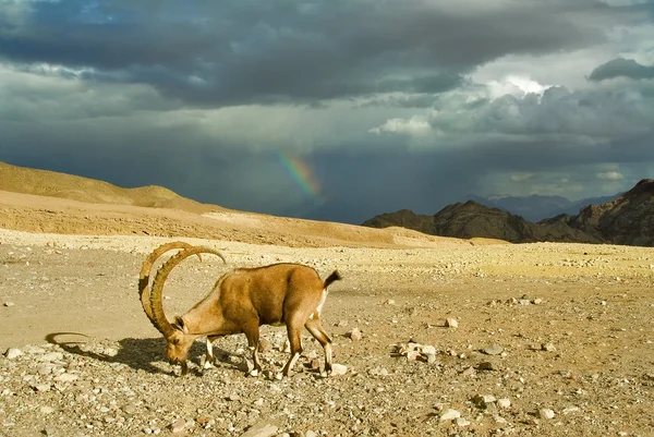 stock image The goat has found meal