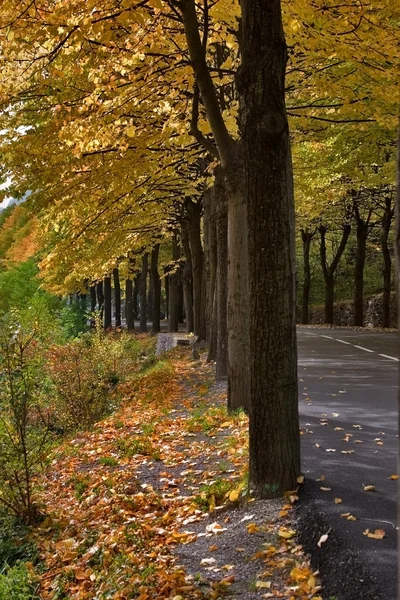 Осенний цвет — стоковое фото