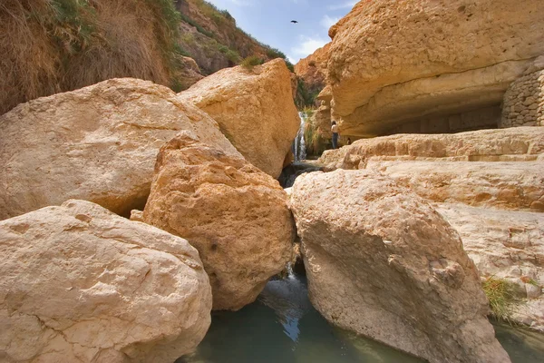 Pájaro por encima de una caída. El río de montaña en reserva en el Mar Muerto en Israel — Foto de Stock