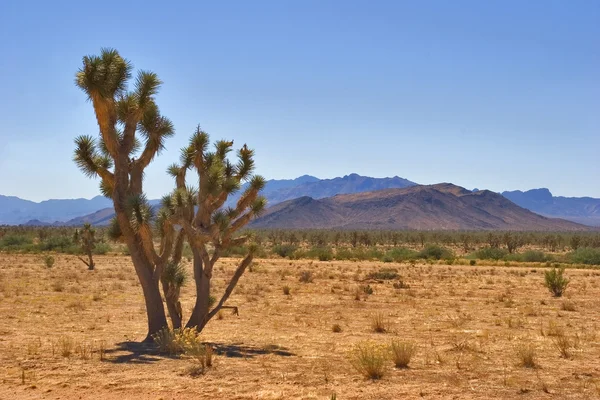 Cactus en el desierto — Foto de Stock