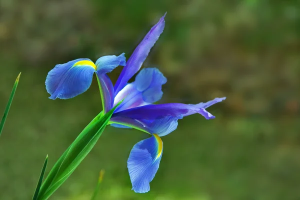 Jarní květina. — Stock fotografie
