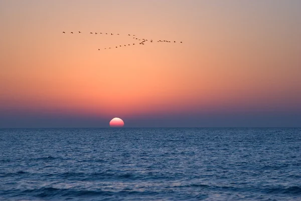 Cranes above the sea. — Stock Photo, Image
