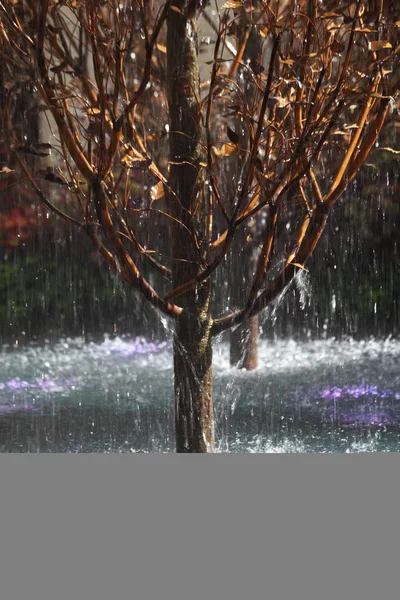 Árvore pitoresca em um spray — Fotografia de Stock