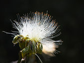 květina Pampeliška