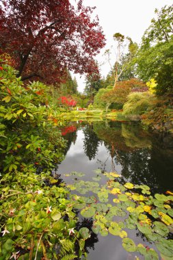 Silent pond in the Canadian park clipart