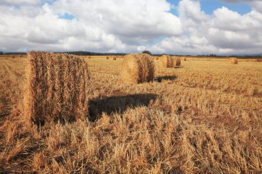 toplanan buğday yığını. İsrail, ilk bahar bitki