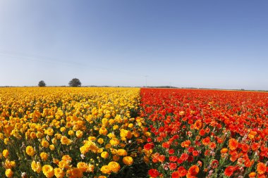 Sarı ve turuncu düğünçiçekleri günbatımı üzerinde