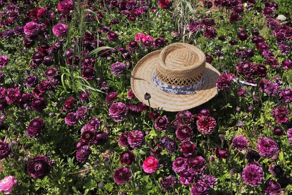 A hat left on the field of flowers — Stockfoto