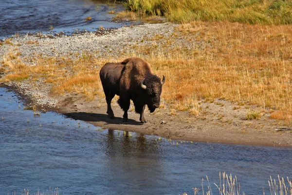 O bisonte veio em um lugar molhando — Fotografia de Stock