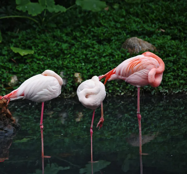 Rosafarbene Flamingos in den Untiefen — Stockfoto