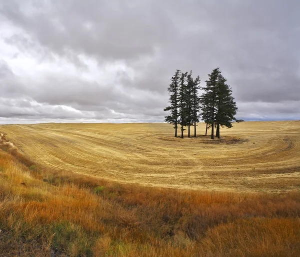 The trees in fields — Stock Photo, Image