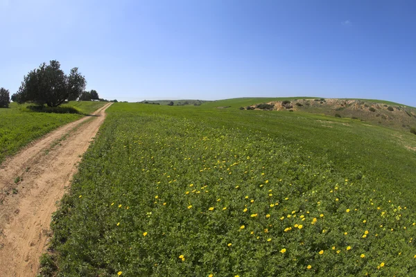 Estrada rural do solo através de um campo — Fotografia de Stock